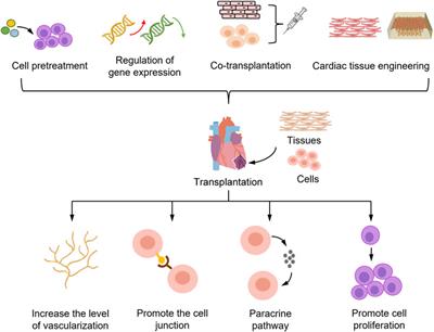 Strategies to improve the therapeutic effect of pluripotent stem cell-derived cardiomyocytes on myocardial infarction